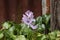 Water Hyacinth (Eichhornia crassipes) with a single purple flower