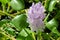 Water hyacinth Eichornia Eichornia crassipes in an artificial pond