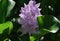 Water hyacinth Eichornia Eichornia crassipes in an artificial pond