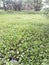 Water hyacinth is a fast growing plant capable of holding its rosette of glossy-green, waxy leaves up to two feet above the water