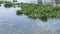 Water hyacinth floating in the river.