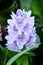 Water Hyacinth flower