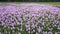 Water hyacinth flower fields bloom