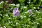 Water hyacinth flowers