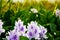 Water hyacinth flowers