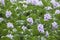 Water hyacinth flowers floating in water medium closeup