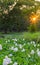 Water Hyacinth flowers and leaves in the pond during sunset.