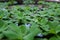 Water hyacinth is a free-floating perennial aquatic plant