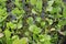 Water hyacinth, Kaw-Roura National Nature Reserve, French Guiana, overseas department of France.