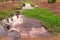 Water hyacinth in natural water reserve pond