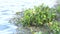 Water hyacinth plant