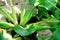 Water hyacinth plant