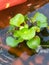 Water hyacinth plant that gives the beauty of the fish pond