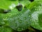water hyacinth plant green water aquatic leaf makro close up drop water fresh beautifull background