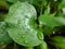 water hyacinth plant green water aquatic leaf makro close up drop water fresh beautifull background