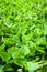 Water hyacinth plant in pond