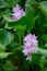 Water hyacinth with purple flowers