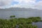 Water hyacinth at Tondano lake, North Sulawesi,Indonesia