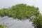 Water hyacinth at Tondano lake, North Sulawesi, Indonesia.