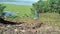 Water hyacinth vegetation disrupts the ecosystem in the lake