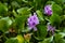 Water Hyacinths