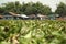 Water hyacinths blocking the way for boat traffic in Cambodian waterways near Tonle Sap lake