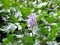 Water Hyacinths growing in the backwaters of Kerala, India