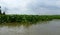 Water hyacinths in the Mekong river delta