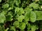 Water hyssop, Brahmi medicinal plant, India