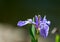 Water Iris flower