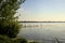 Water irises and a tree by the shore of a lake at sunset