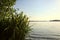 Water irises and a tree by the shore of a lake at sunset