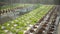 Water Irrigation at Hydroponic Lettuce Salad Plantation Farm. HD.