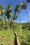 Water irrigation with palmtrees