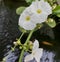 Water Jasmine (Echinodorus Palaefolius)