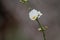 water jasmine (echinodorus palaefolius) flowers and branches horizontal photo format