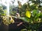 Water jasmine or Echinodorus palaefolius in the sunlight wallpaper. Echinodorus palaefolius is the Latin name of the water jasmine