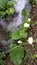 Water jasmine grows beautifully on the ground flowing by clear water