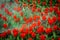 Water jets over red tulip flowers