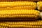 Water kissed harvest, close up of raw corn kernels in orderly rows