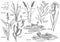 Water, lake, river, swamp plants colelction, illustration, drawing, engraving, ink, line art, vector