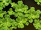 Water Lettuce Common Duckweed, Green Duckweed Plants.