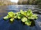 Water Lettuce floating on Fisheating Creek, Florida.