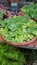 Water Lettuce in Greenhouse