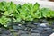 Water lettuce (Pistia stratoides)