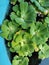 Water Lettuce Plant ,Water Cabbage ,Nile Cabbage