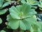 Water Lettuce Plant ,Water Cabbage ,Nile Cabbage