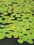 Water lilies