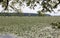 Water lilies field at the confluence of the Rondout Creek and the Hudson River,  Kingston, NY, USA