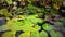 Water lilies floating in a lake